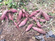 一般社団法人農を起点の写真2