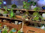 伊勢の苔玉やさん森の製作所の写真4