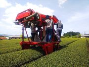 お茶の野本園の写真2