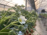 直売・いちご狩り nikochanberryの写真3