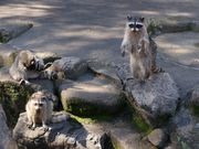 協同組合日本ライン花木センターの写真4