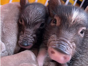 Piglets cafeの写真2