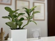 aroma Cherieの写真2