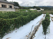 大阪自然薯(じねんじょ)アカデミーの写真3