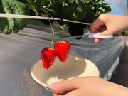 小泉園の写真4