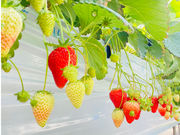 NENE FARM Yokohamaの写真4