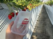 中田いちご園の写真3