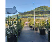 blueberryfarm さなごうちの写真2