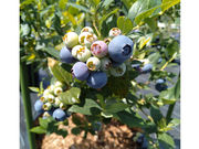 blueberryfarm さなごうちの写真3