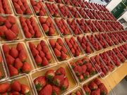 mog-mog farmの写真3