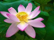 レンコン兄弟の写真2