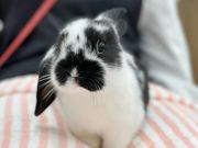 うさぎとわたし京都店の写真4