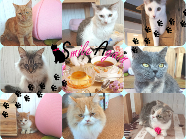 猫カフェ スマイルアゲインの写真1