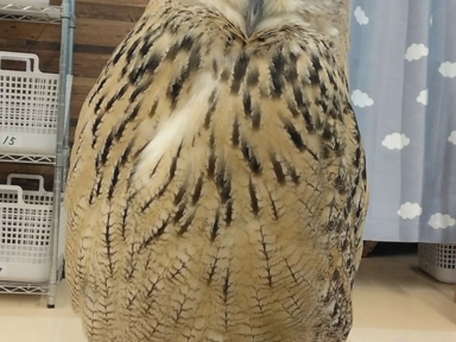 ふくろうカフェ わたどーる イオンモール新小松店の写真1