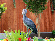 掛川花鳥園の写真4
