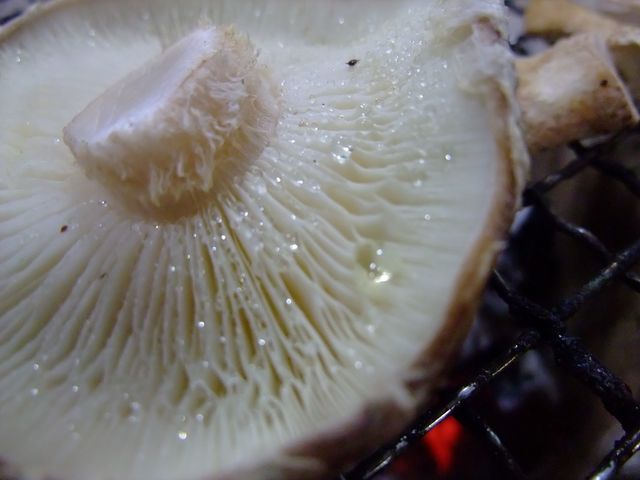 塩をふって軽く焼くのがおすすめ!_高槻しいたけセンター