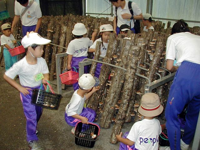 なるべく午前中がおすすめ。_高槻しいたけセンター