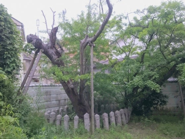 光善寺のさいかちの写真1