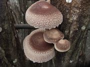 高槻しいたけセンターの写真2