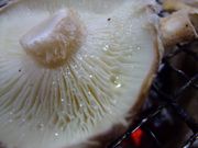 高槻しいたけセンターの写真3