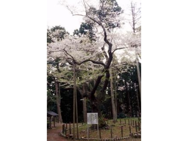 遮那桜の写真1
