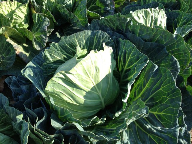 野菜収穫体験_お陽様農園