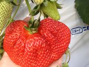 お陽様農園の写真2