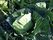 お陽様農園の写真3