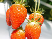 お陽様農園の写真4