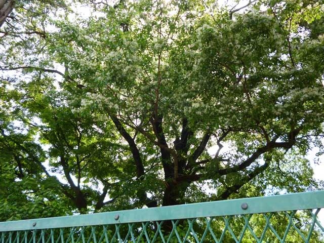 なんじゃもんじゃの森 三鷹市こども林間研修広場の写真1