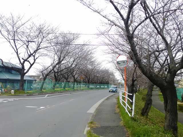 鍋田川堤桜並木