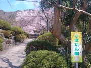 桂昌寺のぼたん園の写真3
