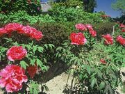 朝田寺の牡丹の写真3