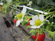 西橋農園の写真2