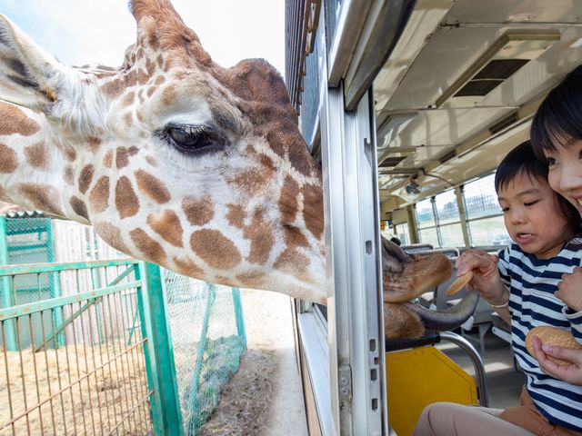 サファリバスからのエサやりイメージ_岩手サファリパーク