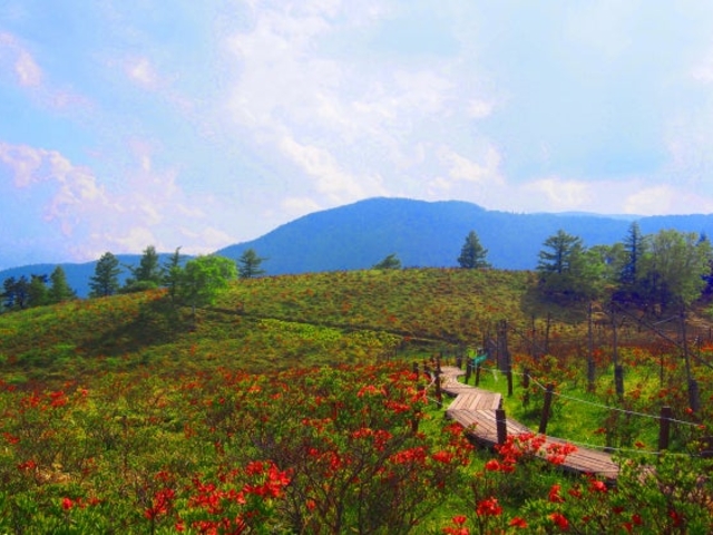 甘利山_甘利山