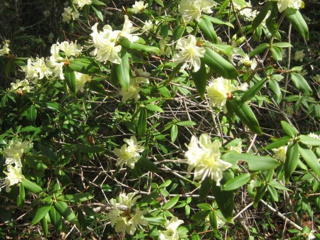 坪山に群生する山野草