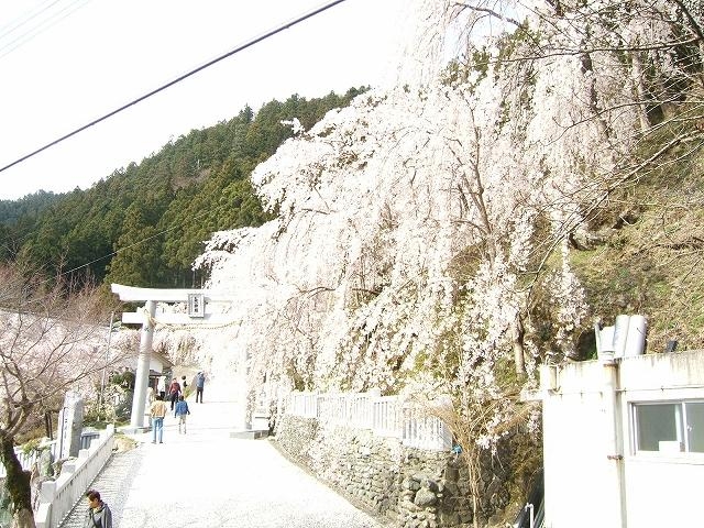 木屋平のしだれ桜の写真1