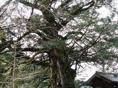 善福寺のカヤの写真1