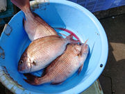 美浜町漁業協同組合 ひるが海上釣堀の写真3