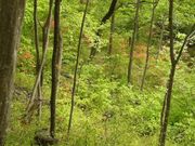 八重山五感の森遊歩道の写真3