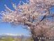 最上川堤防千本桜の写真2