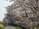 最上川堤防千本桜の写真3