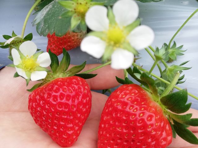斉藤いちご園