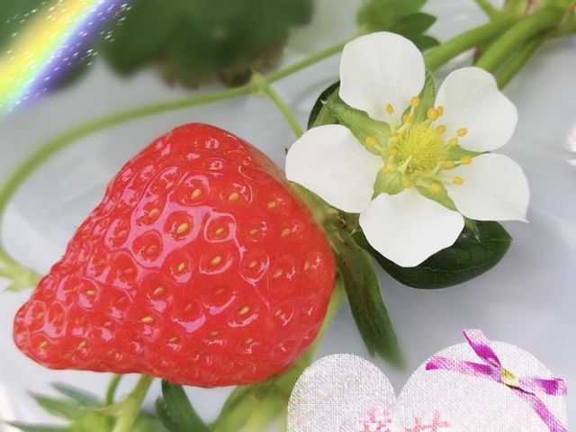 斉藤いちご園