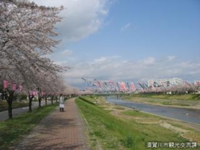 桜・コイノボリ_釈迦堂川ふれあいロードの桜並木