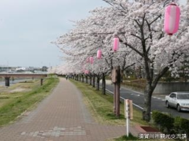 桜_釈迦堂川ふれあいロードの桜並木