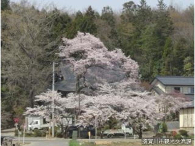 永禄寺の桜の写真1