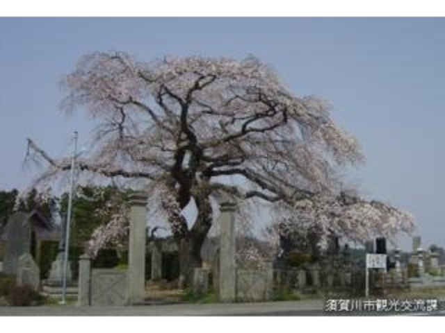 照光寺の枝垂れ桜の写真1