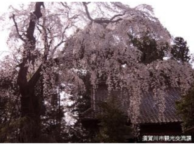 朝日稲荷神社の枝垂れ桜の写真1